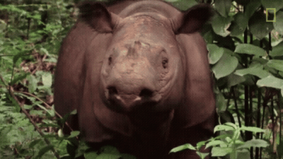 Rhino In Lush Forest With National Geographic Logo GIF