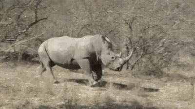 Rhino Running In Grassy Field GIF