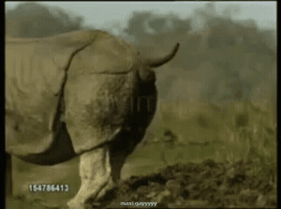 Rhino Standing In Field With Number 15478643 GIF
