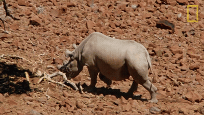 Rhino Walking Rocky Area National Geographic Logo GIF