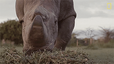 Rhinoceros Eating Pile Of Hay In Field GIF