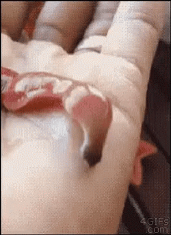 Ribbon Worm Leech GIF