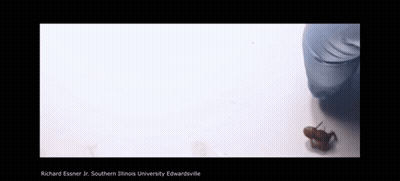 Richard Essner Jr Southern Illinois University Edwardsville GIF