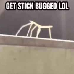 Rick Roll And Stick Bug Lol GIF