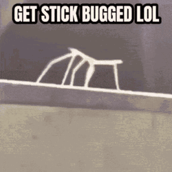Rick Roll Stick Bug
