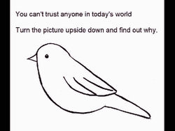 Rickroll Rick Astley Turn The Picture Upside Down Bird GIF
