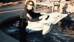 Riding An   Inflatable Dolphin  GIF