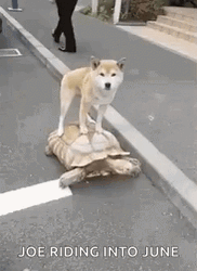 Riding Into June Meme GIF