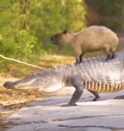 Riding On Top Of Crocodile Capybara Meme GIF