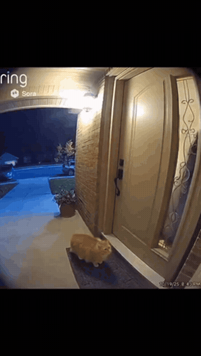 Ring Camera Cat Walking Into Doorway At Night GIF