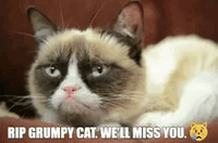 Rip Grumpy Cat We'll Miss You  GIF