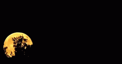Rising Full Moon Glow Behind Forest GIF