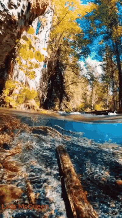 River Flowing Through Canyon With Trees And Log GIF