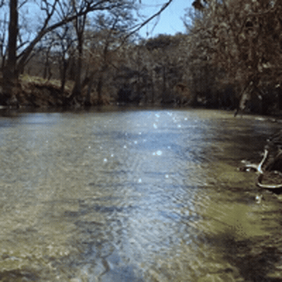 River Flowing Through Forest GIF