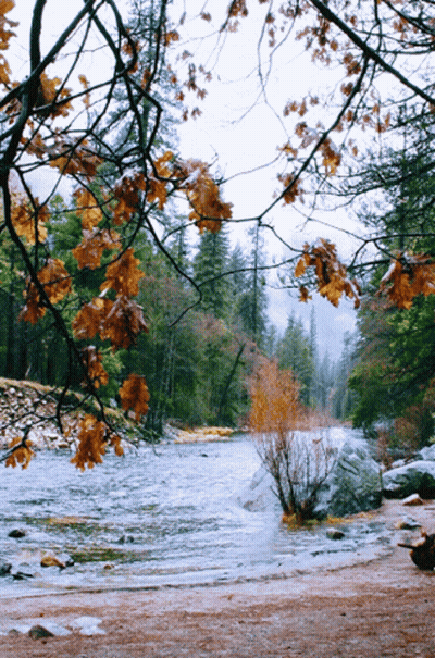 River Flowing Through Forest With Trees And Leaves GIF