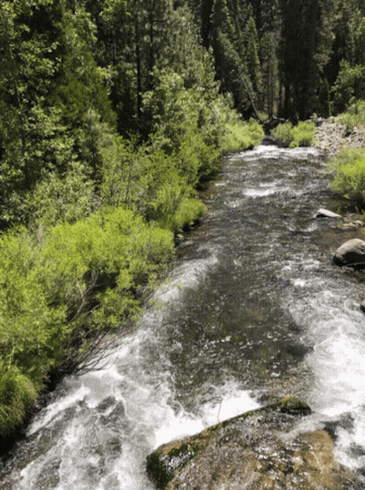 River Flowing Through Forest With Trees And Rocks GIF