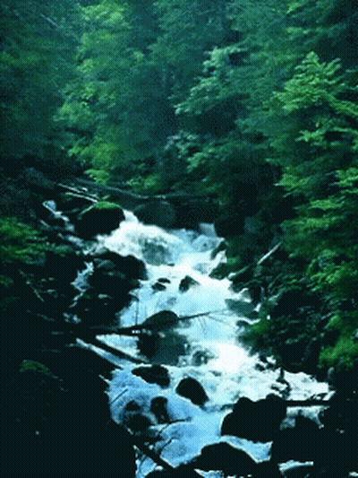 River Flowing Through Forest With Trees And Rocks GIF