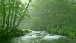 River Forest Water Flowing GIF