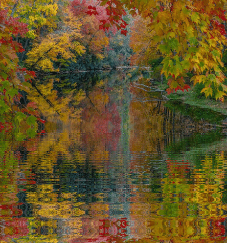 River Scene With Colorful Trees GIF