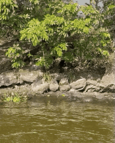 River Surrounded By Rocks And Trees GIF