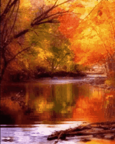 River Surrounded By Trees And Leaves GIF