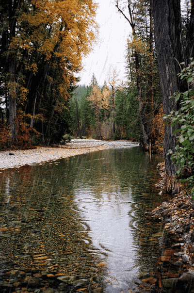 River Surrounded By Trees And Rocks On Cloudy Day GIF