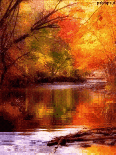 River Surrounded By Trees Pablopaul GIF