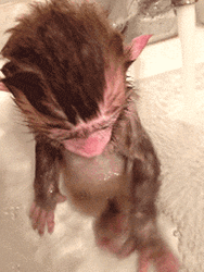 Rizz Baby Monkey Swimming In Tub GIF