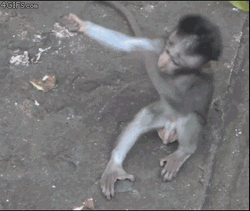 Rizz Baby Monkeys Tight Hug GIF
