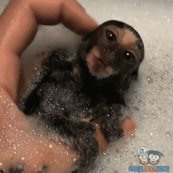 Rizz Cute Baby Monkey Bathing GIF