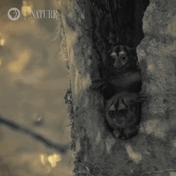 Rizz Cute Monkey Family Treehouse GIF