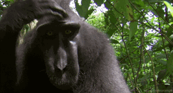 Rizz Macaque Monkey Scratching Head GIF