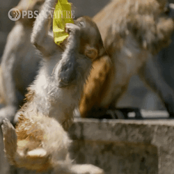 Rizz Monkey Hanging Fail GIF