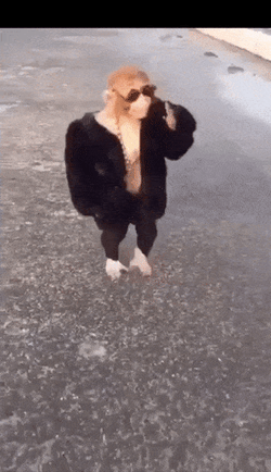 Rizz Monkey In Black Suit Dark Shades GIF