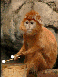 Rizz Orange Monkey Playing Drums GIF