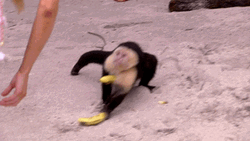 Rizz Sneaky Monkey Snatching Bananas GIF