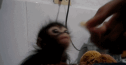 Rizz Spider Monkey Getting Fed GIF