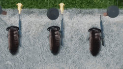 Roaches Firing Riffle Simultaneously GIF