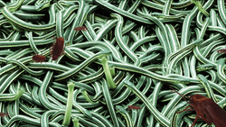 Roaches With Green Live Snakes GIF