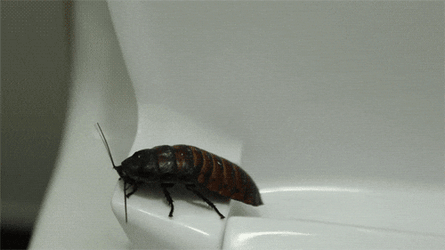 Roaches Without Wings Roaming Around GIF