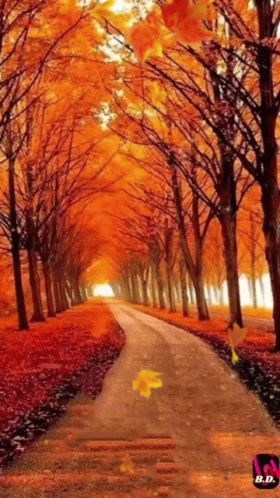 Road Lined With Trees And Leaves GIF