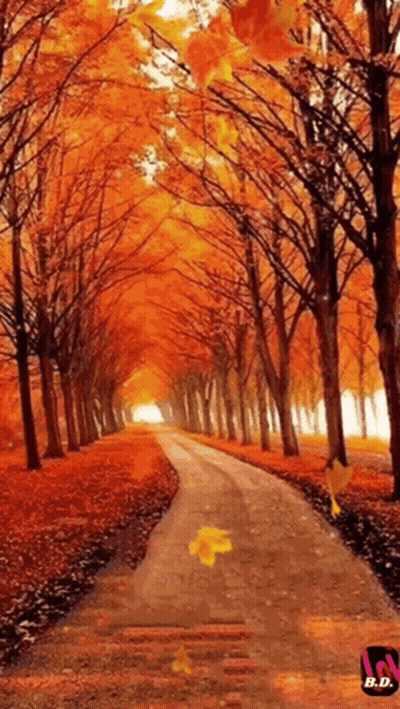 Road Lined With Trees Painting With B.D GIF