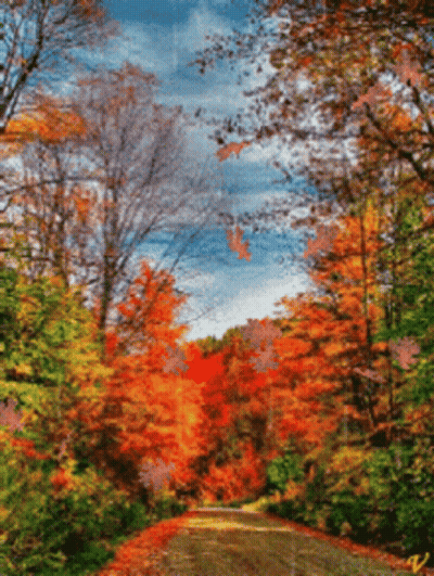 Road Surrounded By Colorful Autumn Trees GIF