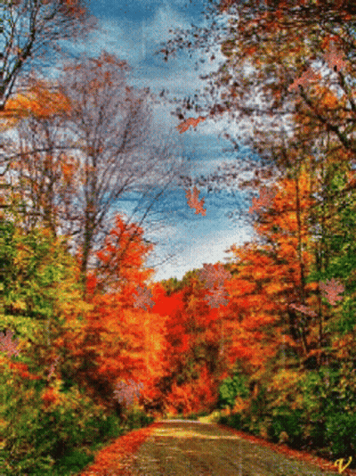 Road Surrounded By Trees With Letter W GIF