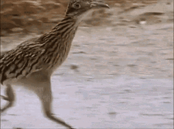 Roadrunner Running Fast GIF