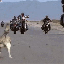 Roadrunner Running Motorcycles GIF