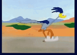 Roadrunner Slow Motion Sprinting GIF