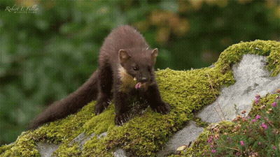 Robert E. Voller Photo Of Squirrel Eating Flower GIF