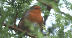 Robin GIF
