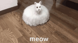 Robot Cat Meow GIF